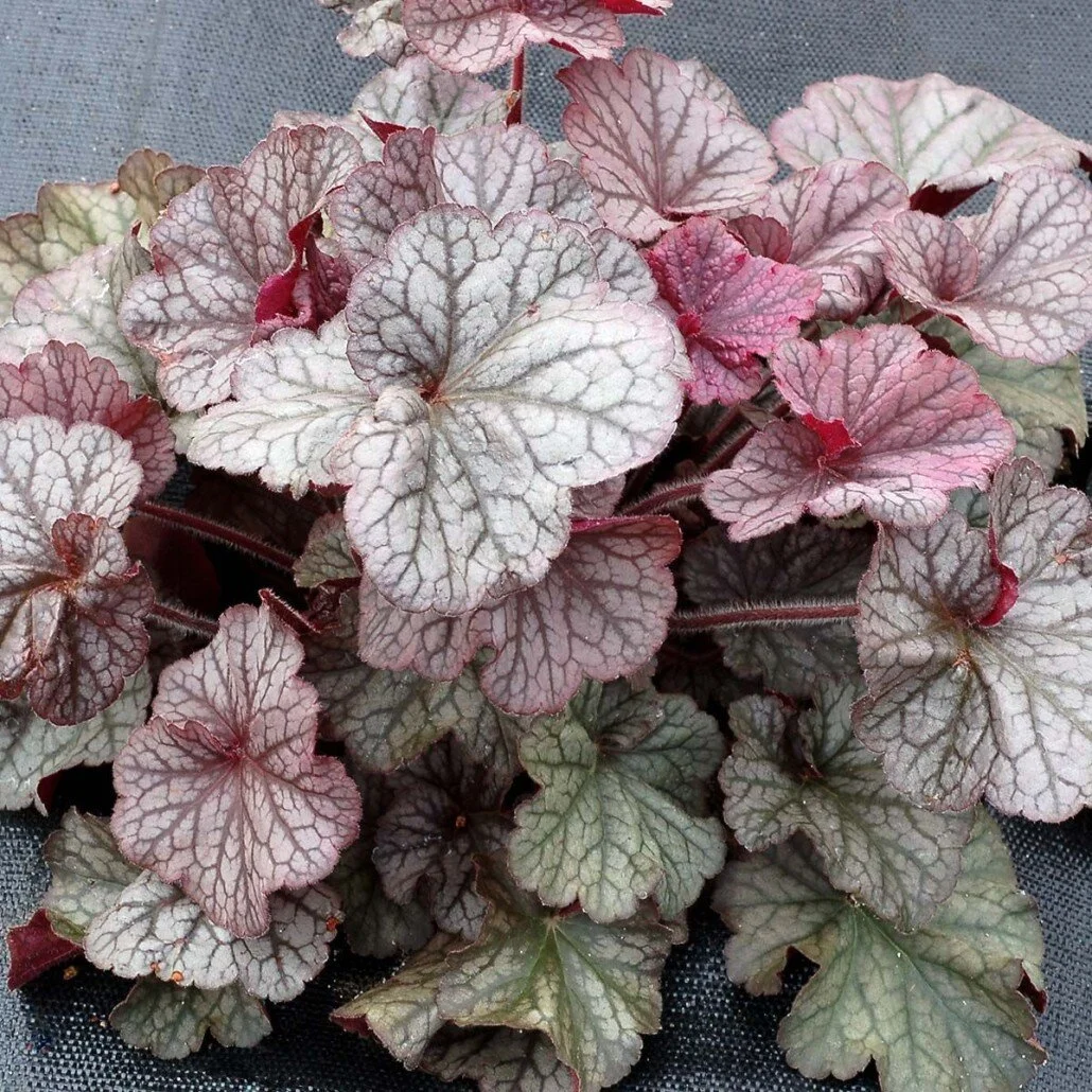 Coral-Bell-Northern-Exposure-Silver-1030x1030.jpg