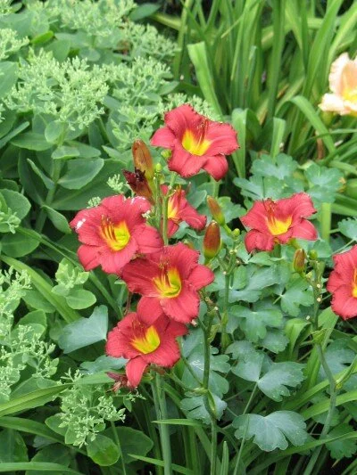 Daylily-Ruby-Stella.jpg