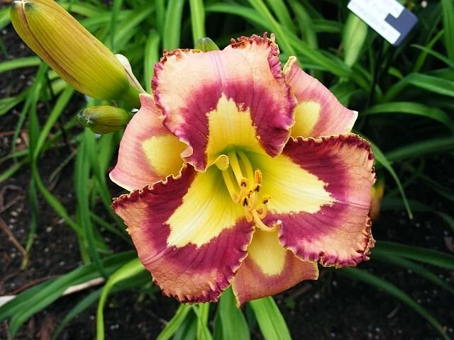 Daylily-Spacecoast-Behavior-Pattern.jpg