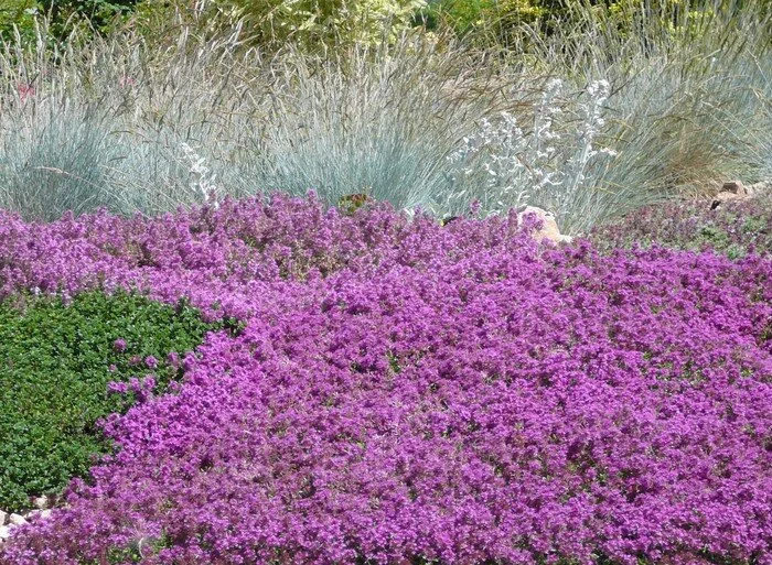 Thyme-Mother-of.jpg