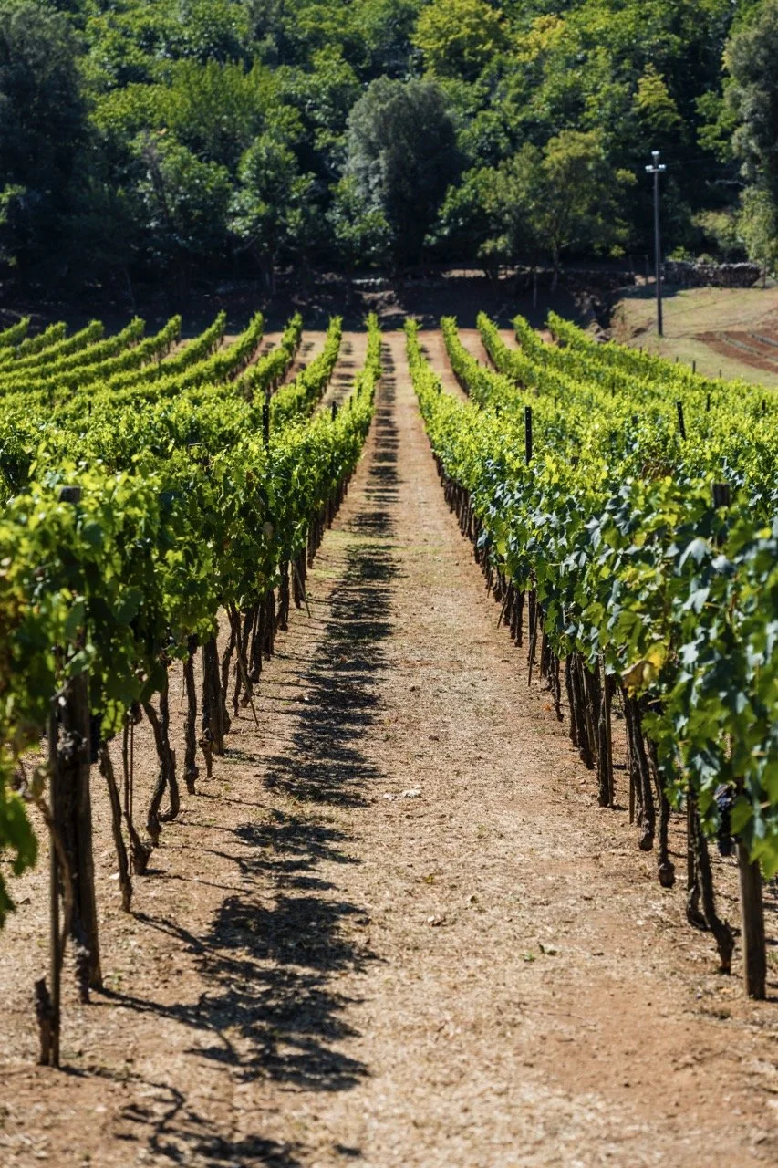 Ebbio2020©RomainRicard-129 Large.jpeg