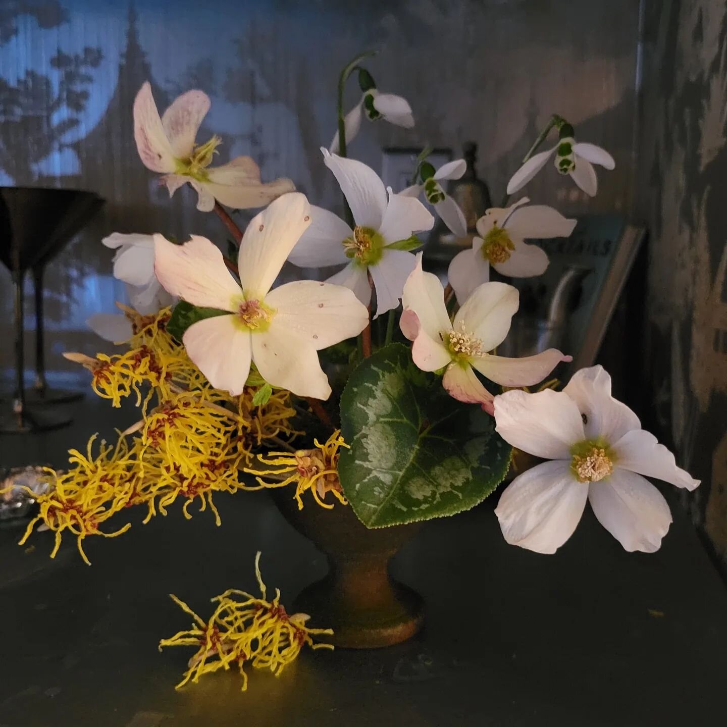 Flowers transform a space and enhance one's mood--its scientifically proven.  You can wait for a special occasion to have flowers, but why? 

All of these beauties are from my small garden in zone 6 and are bringing much needed sunshine on this drear