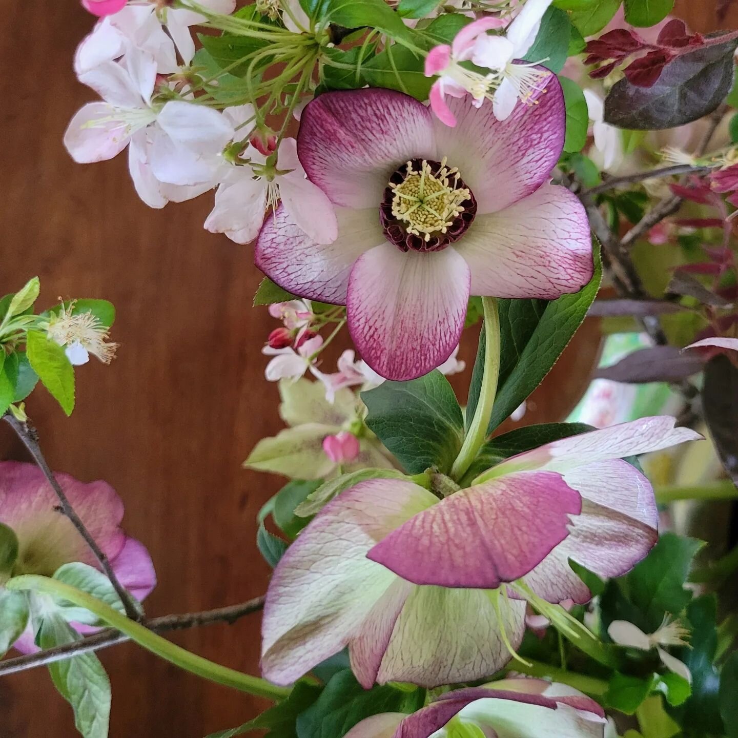 Crabapple, hellebores, and loropetalum dancing together in the front hall.

#hellebores #flowers #spring #greenwichct #eventflorist #ctlocal @greenwichctofs