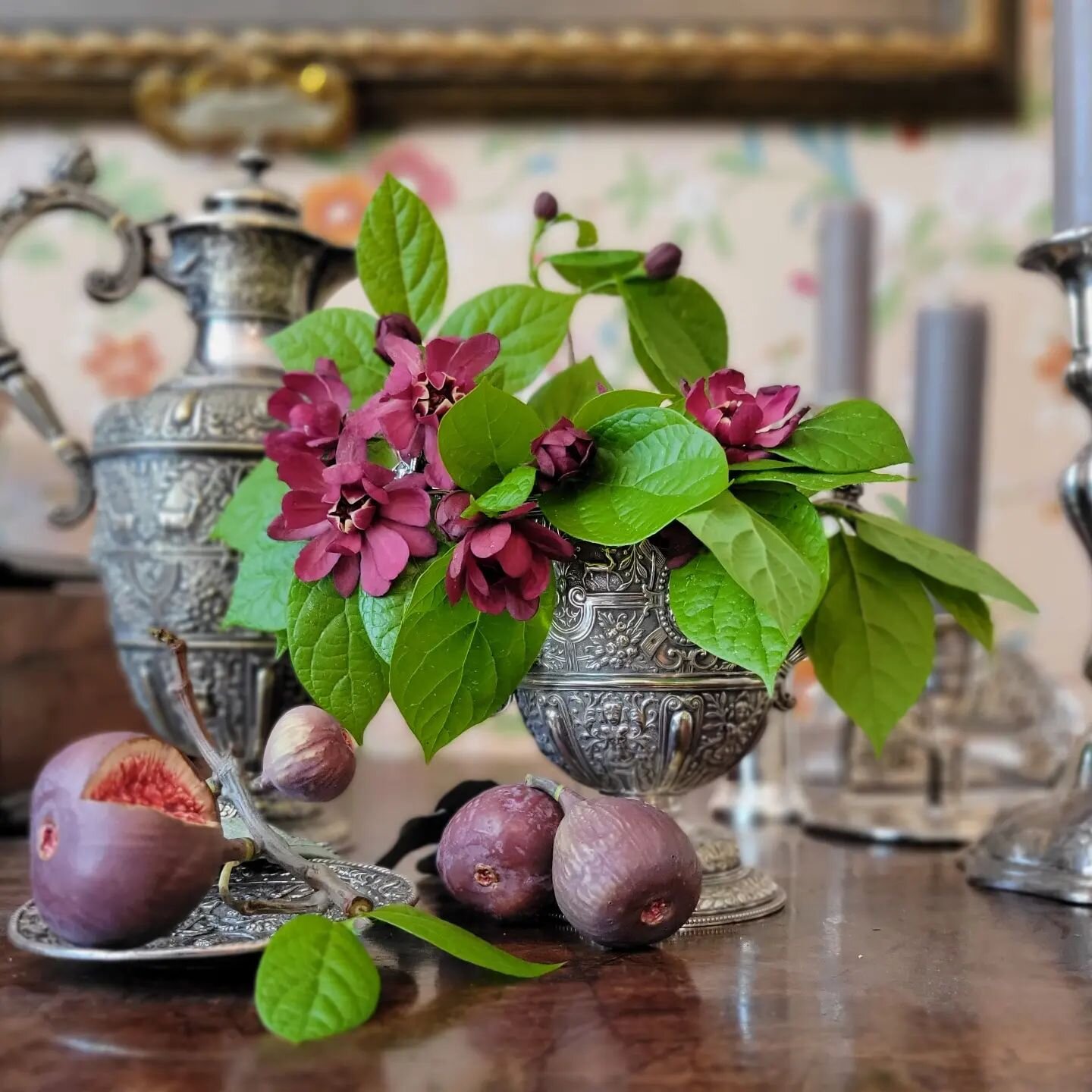 Sweetshrub is native, deer resistant(!), hardy to zone 5, shade tolerant, repeat blooms, smells divine, and pollinators love it, so why isn't it more popular in gardens?  When I posted this in my stories, many responded that they'd never heard of it 