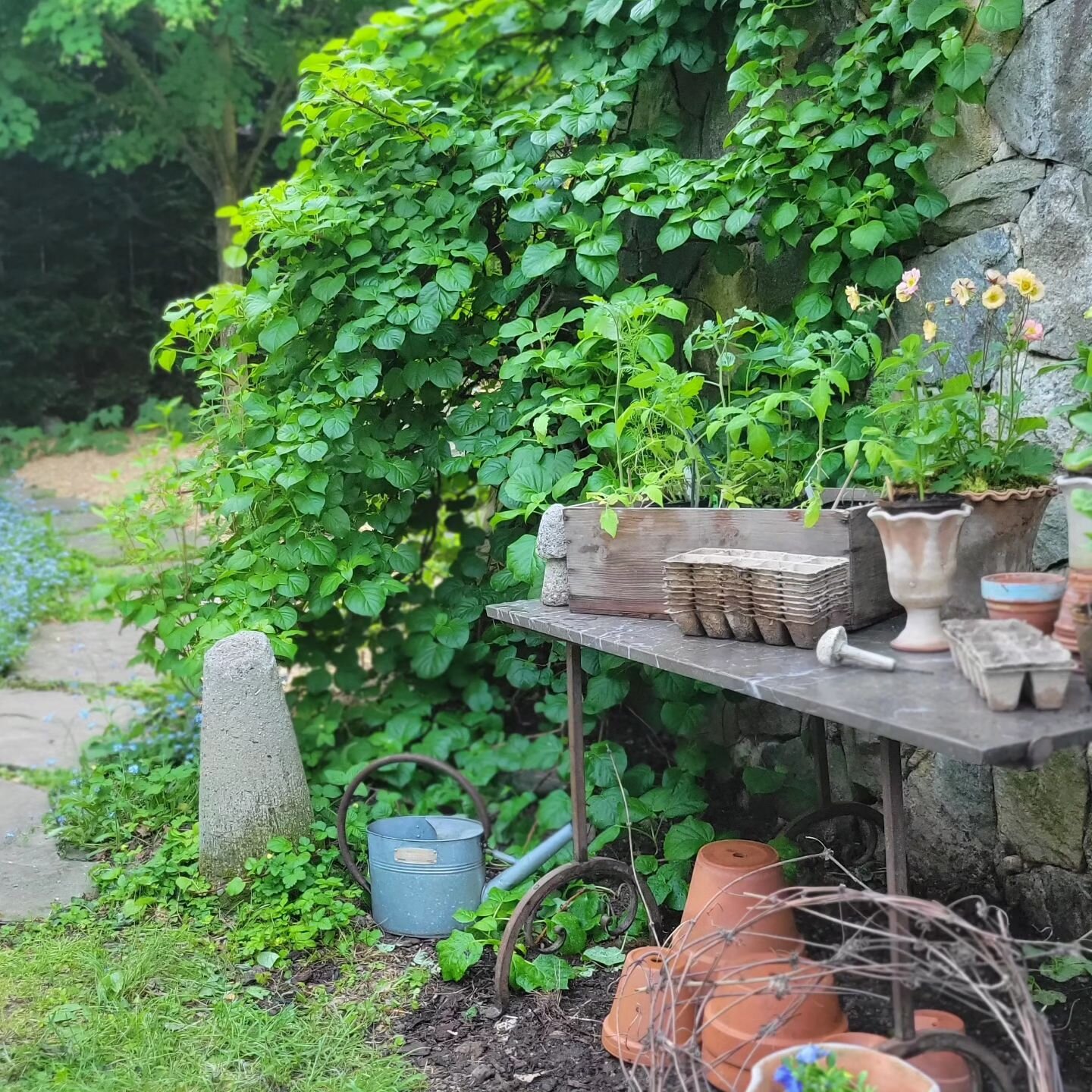 We moved into our 120 year old home almost 9 years ago.  There were hardly any plantings, and so I set about transforming the yard. (The house is another story as nothing has happened there!) As I dug in the Connecticut soil, I found  almost nothing 