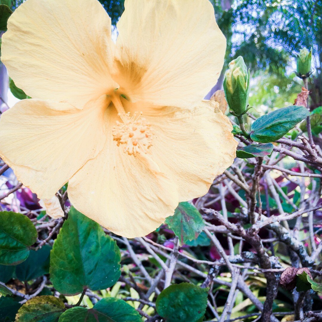 The hibiscus flower is my favorite tropical flower of all time! I snapped this gorgeous yellow bloom on our first trip to Hawaii in 2016.​​​​​​​​​
What&rsquo;s your favorite flower or fauna to see during your travels?

#storiesfromtheroadlesstraveled