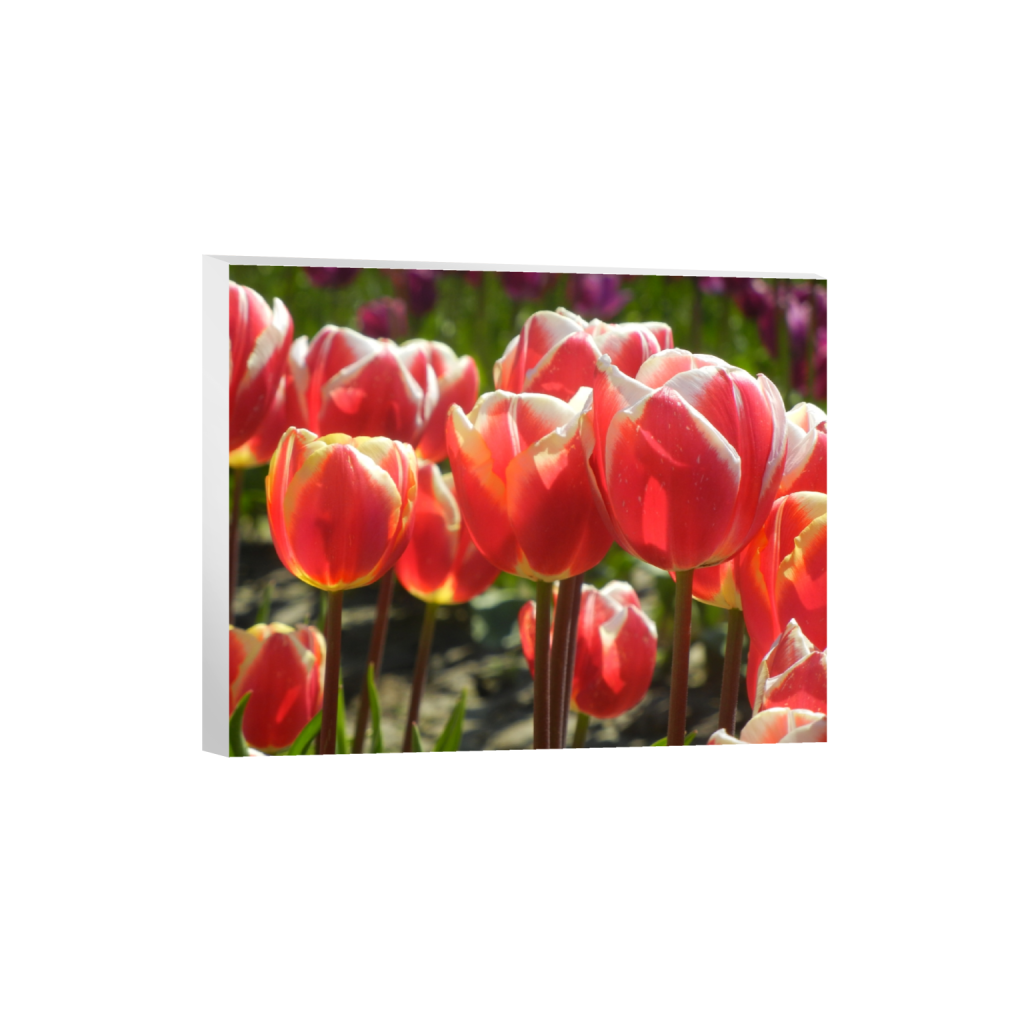 canvas_rectangle4_5_250_0_3750_3000_0_false_ffffff_0_0.png