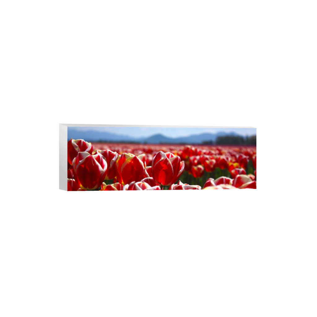 canvas_rectangle1_3_0_559_4272_1424_0_false_ffffff_0_0.png