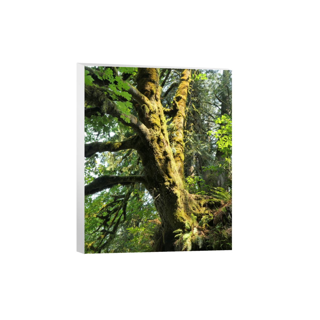 canvas_rectangle4_5_0_456_3648_4560_0_false_ffffff_0_0.png