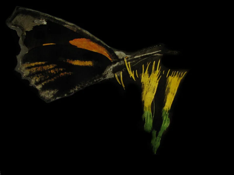 Snout on turpentine bush