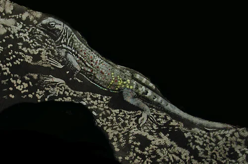 Greater earless lizard
