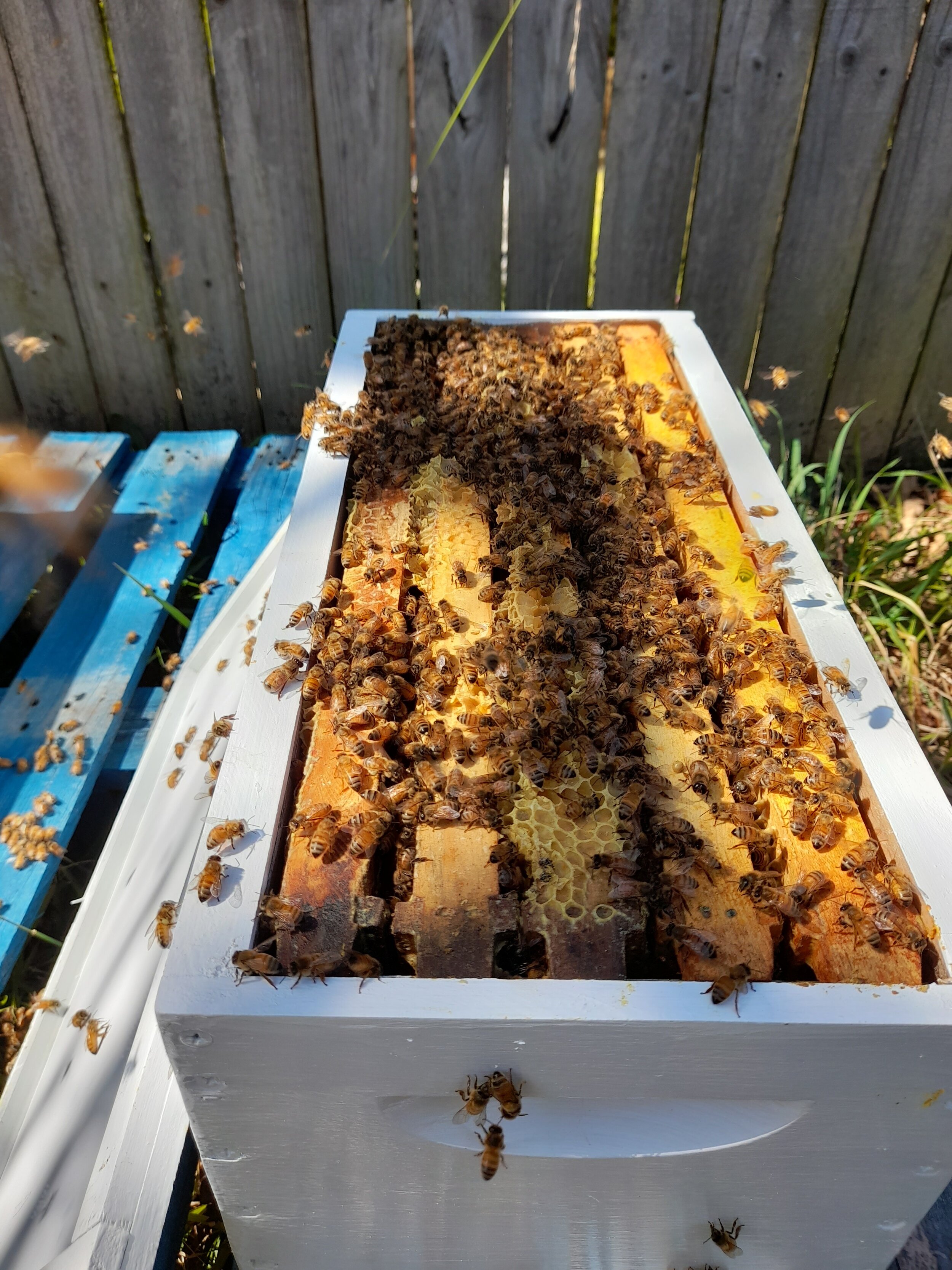wooden nucleus hive of bees