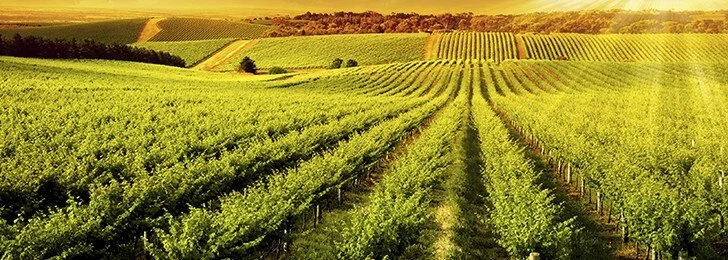 Why Can't Ontario Feed Itself?