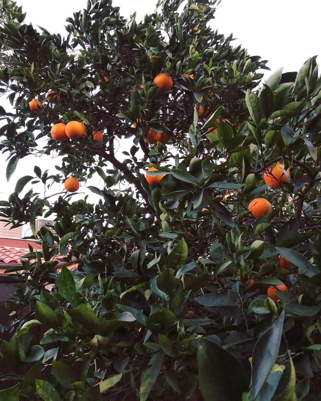 An orange tree, with dark green leaves and bright ripe oranges.