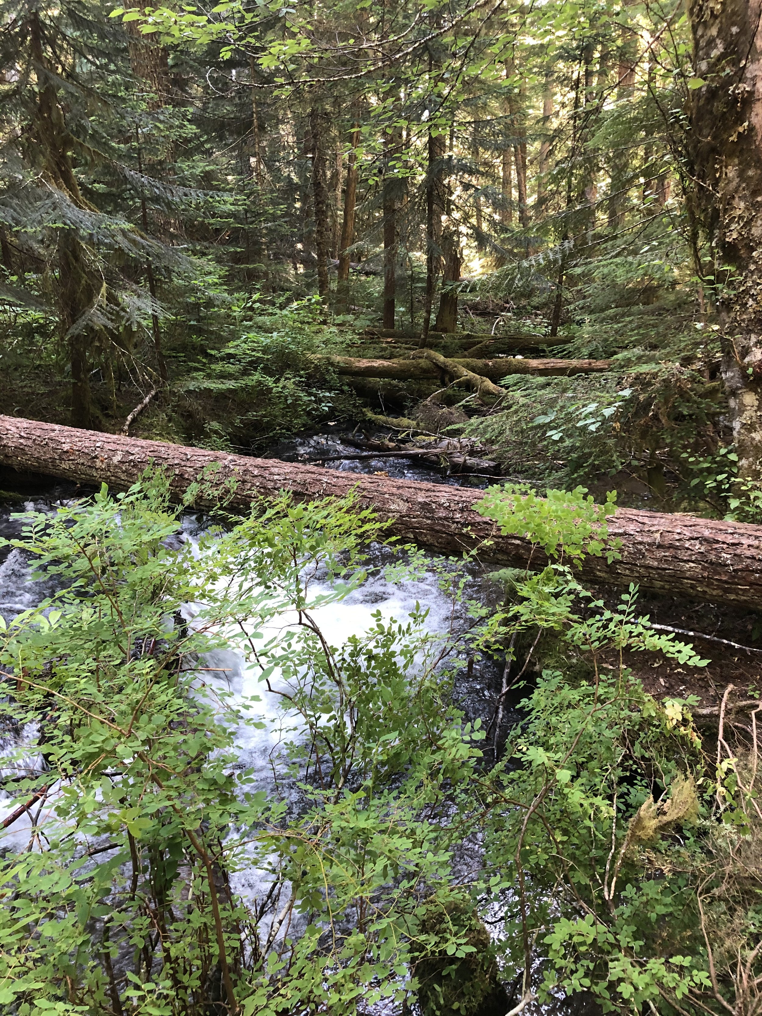 An image of a rushing river in a green lush forest. There is a big fallen tree log crossing over the river, with green leaves and forest shrubbery in the foreground and background.
