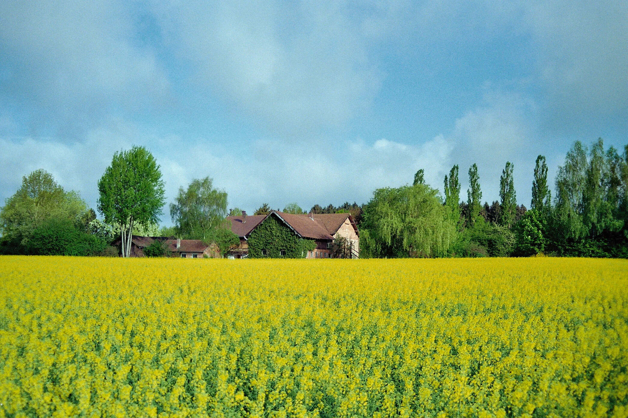 Frühling.jpg