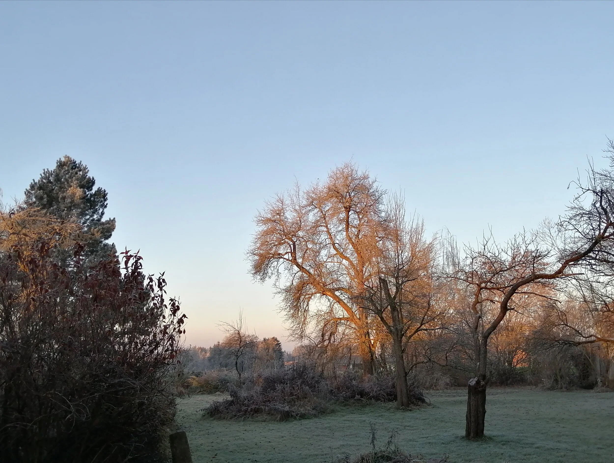 IMG_20201129_080524.jpg
