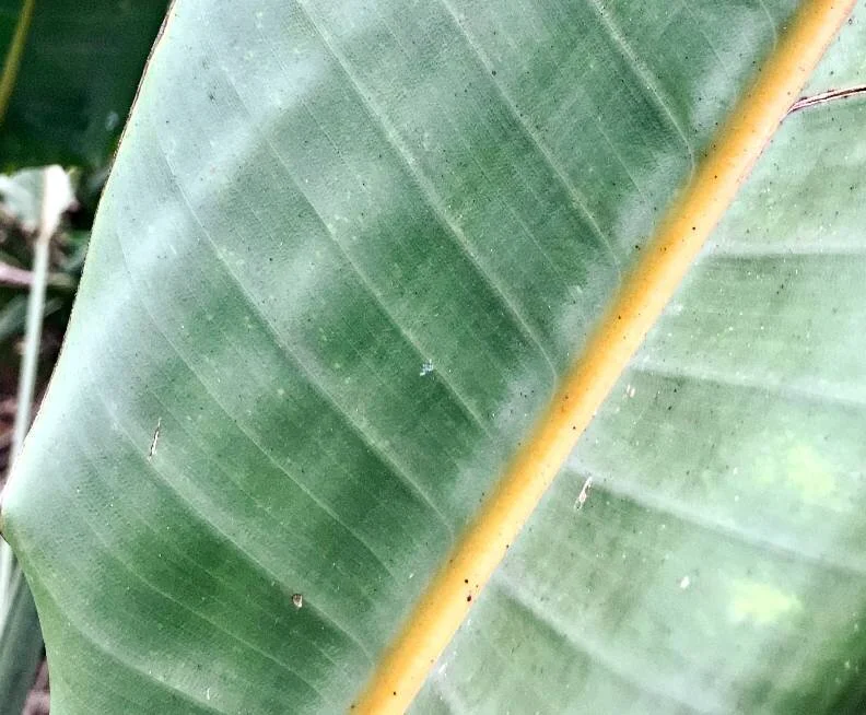 stryletzia leaf.e.jpg