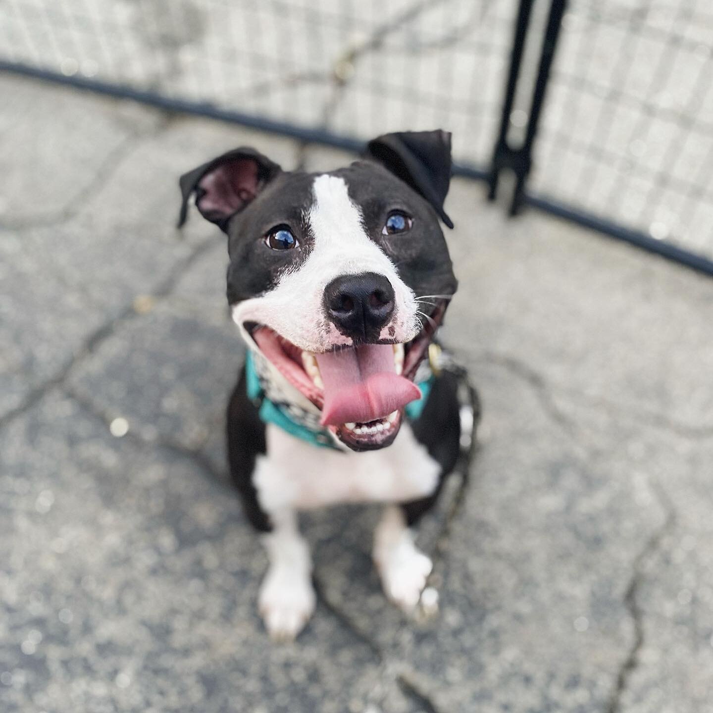 Happy #nationaldogday from P2 resident, David Rose!

If you&rsquo;re looking to add a lucky, deserving pup like DR to your family, fill out an adoption form at barknation.org/adoptable

#barknation #shelterdogs #pitnessprotection #lifeafterdogfightin