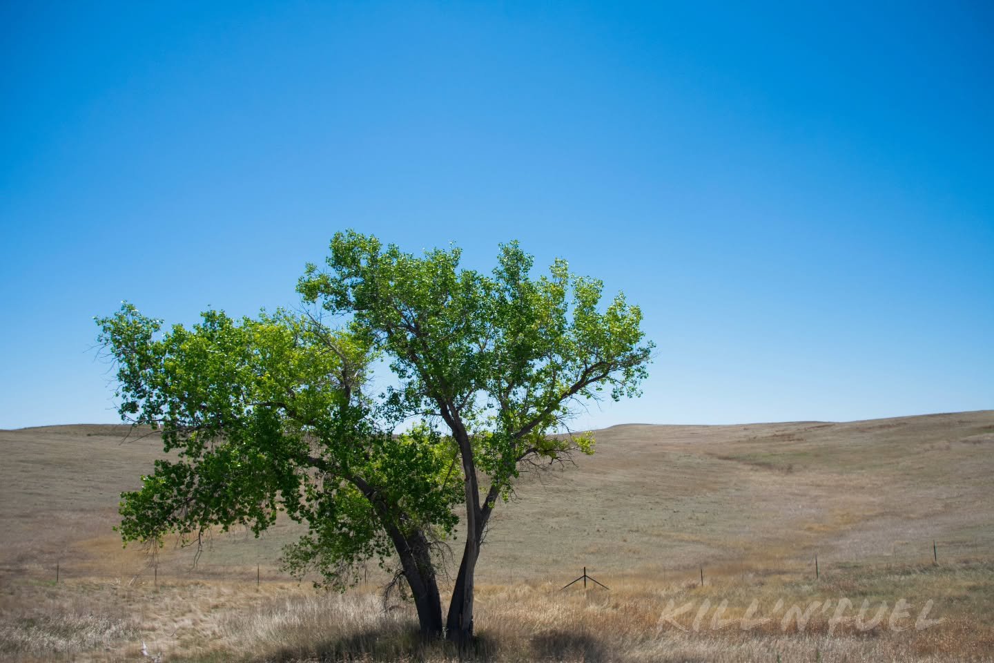 Nature&rsquo;s solitude shines under a clear blue sky.
#tree #thicktrunktuesday #solitude #lone #nature
