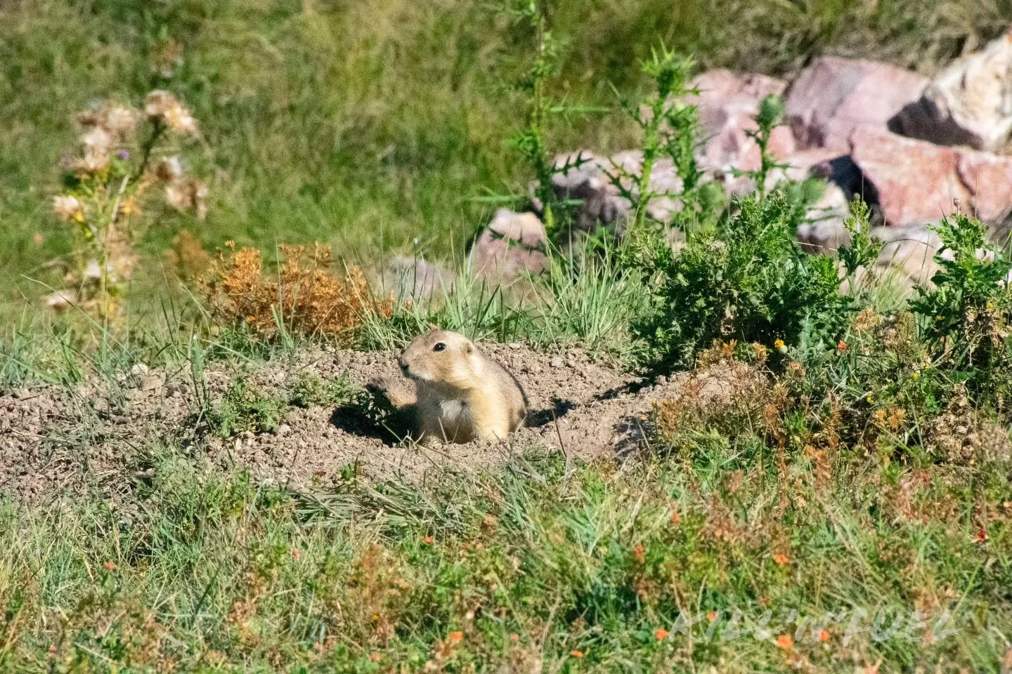 Deep in thought.
#park #nature #prairiedog #wildlife #animal