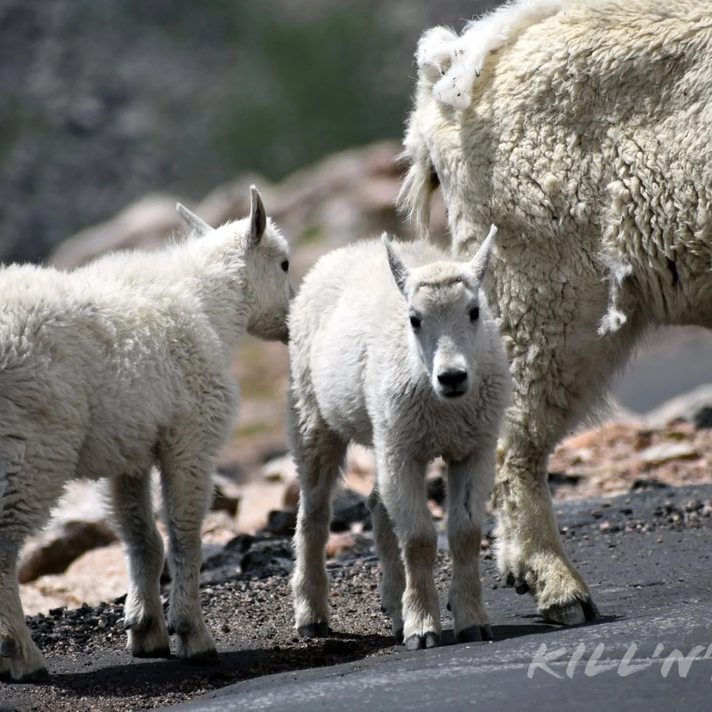A day at Mount Evans (now named Mount Blue Sky).

#mountbluesky #mountevans #colorado #nature #mountaingoat #wildlife #mountains #rain #flowers #naturalbeauty