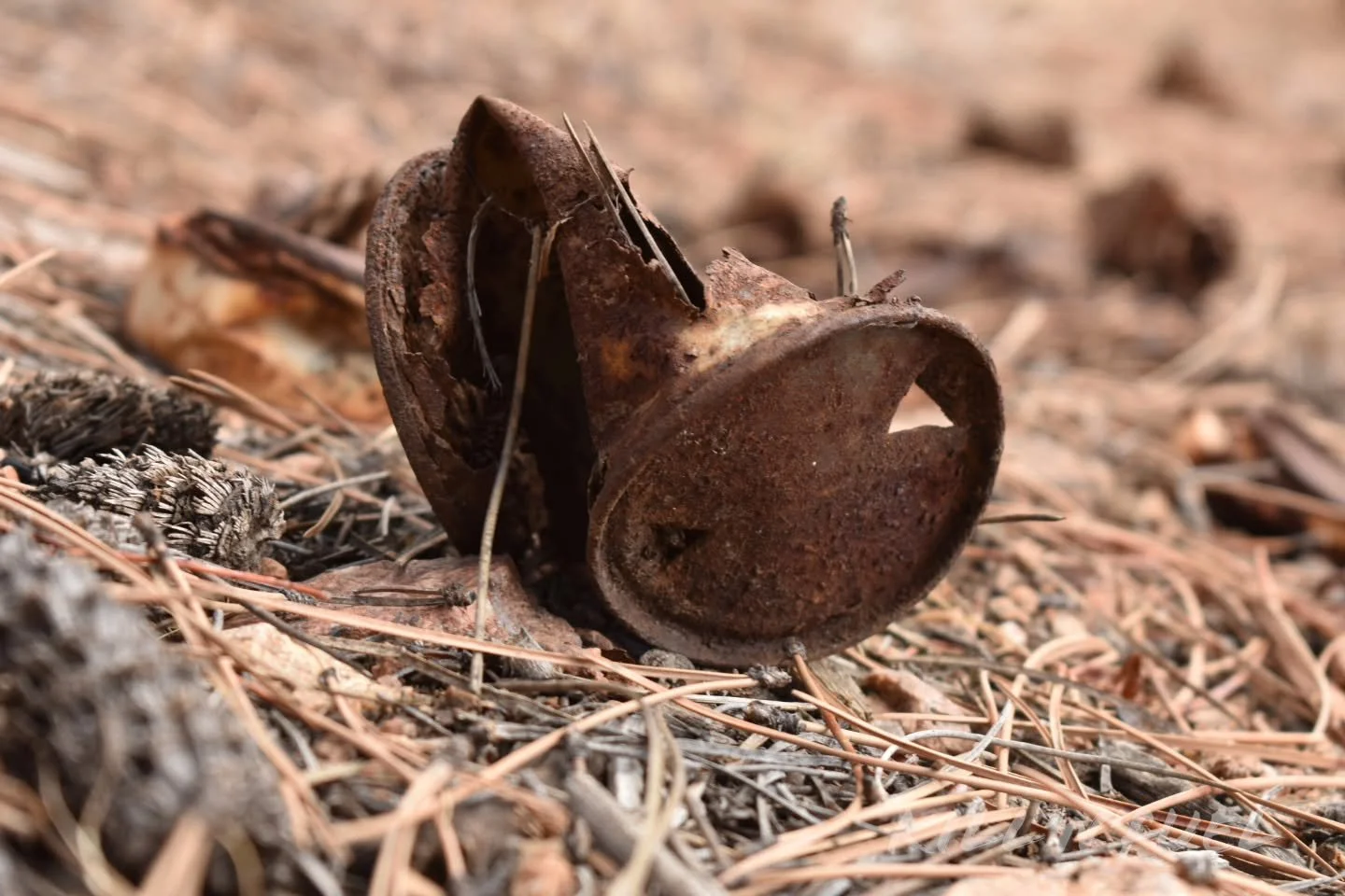 Someone was having a good time.

#rust #can #aged #brown #pineneedles #macrophotography