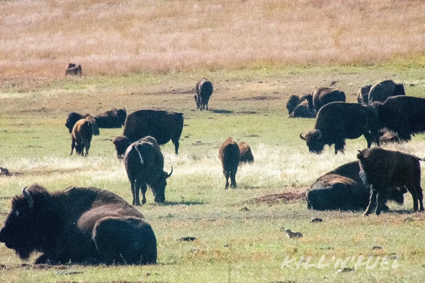 Among giants

#bison #brown #animal #wildlife #nature
