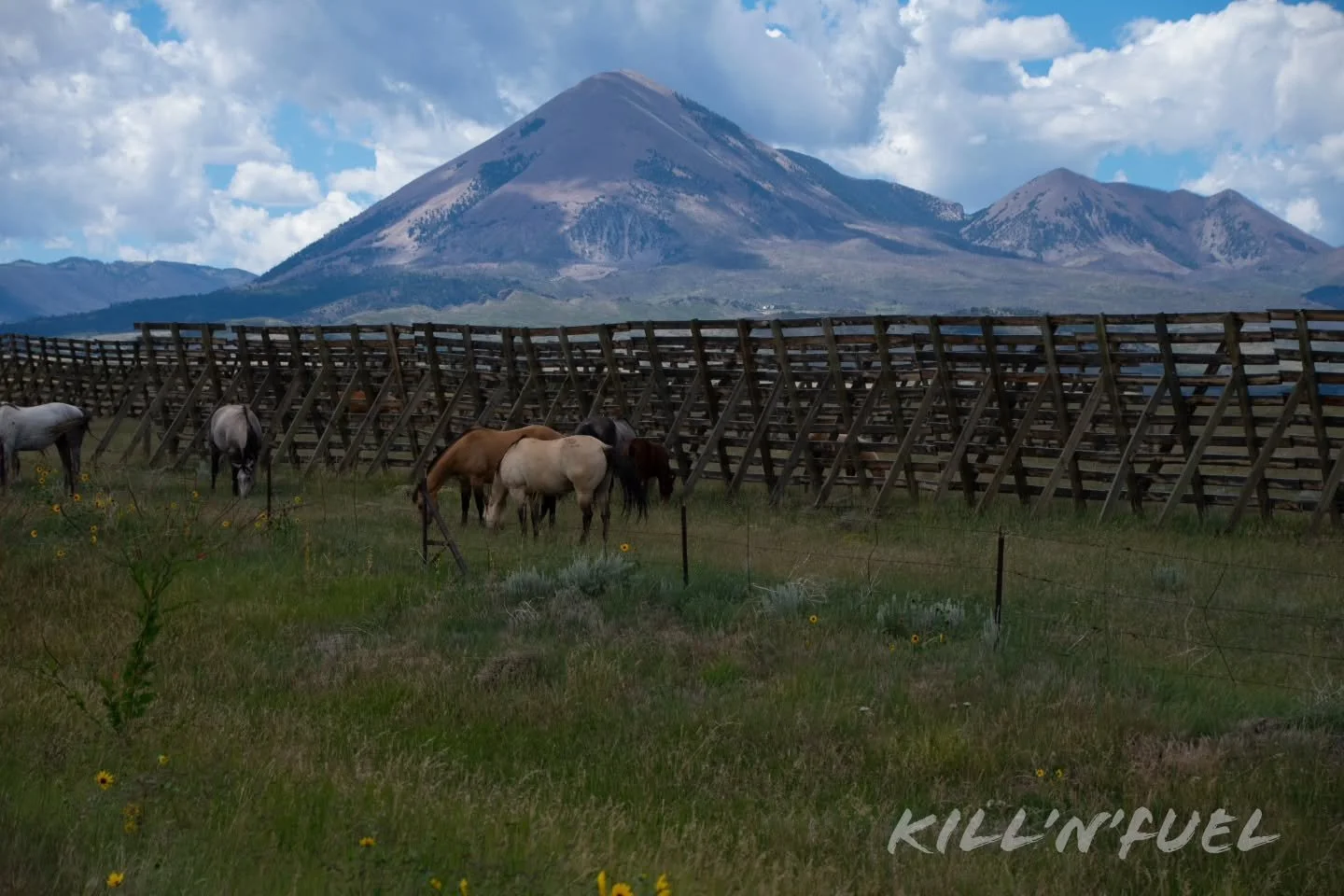 Always a sucker for a buckskin 

#horses #clouds #nature #farm #colorado #mountains
