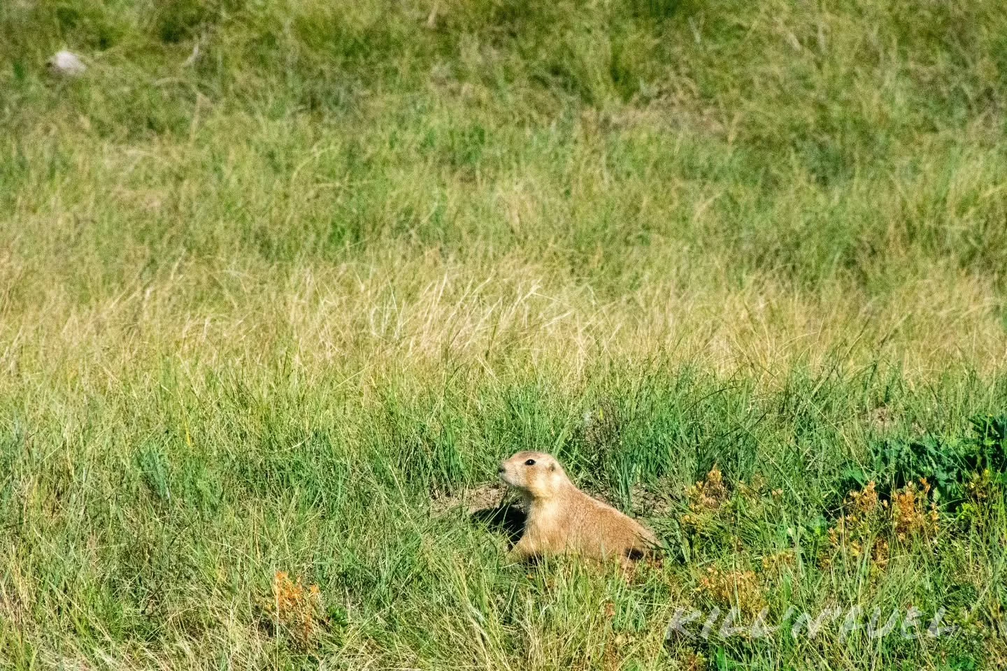A silent guardian in the grass.
#prairiedog #wild #grass #silent #stillphotography #nature