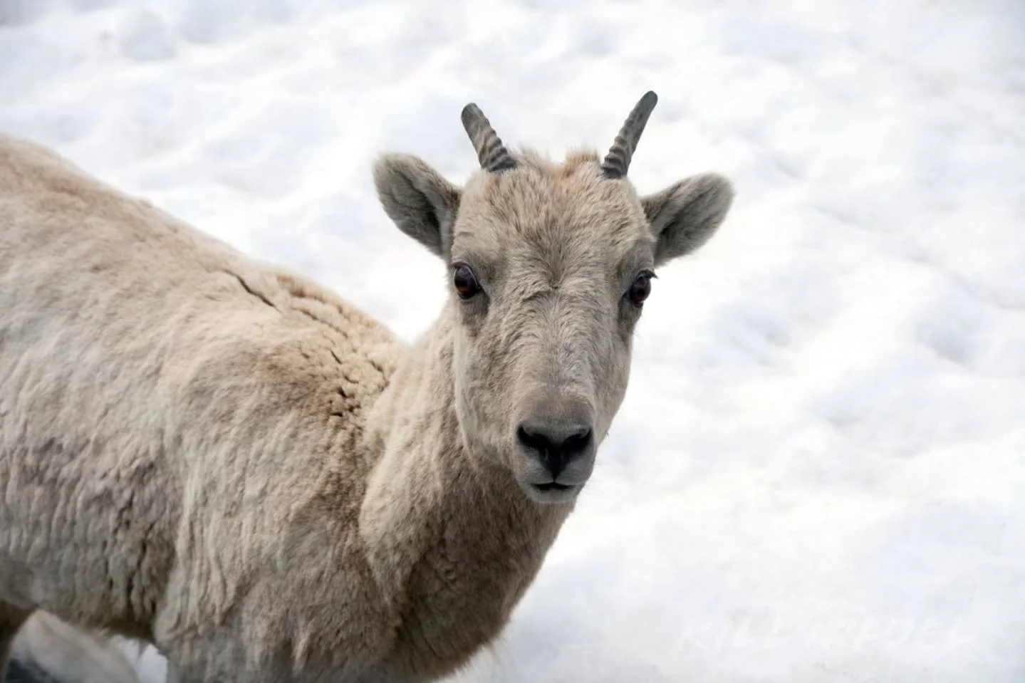 Little one

#wildlife #mountain #evans #colorado #wild animal