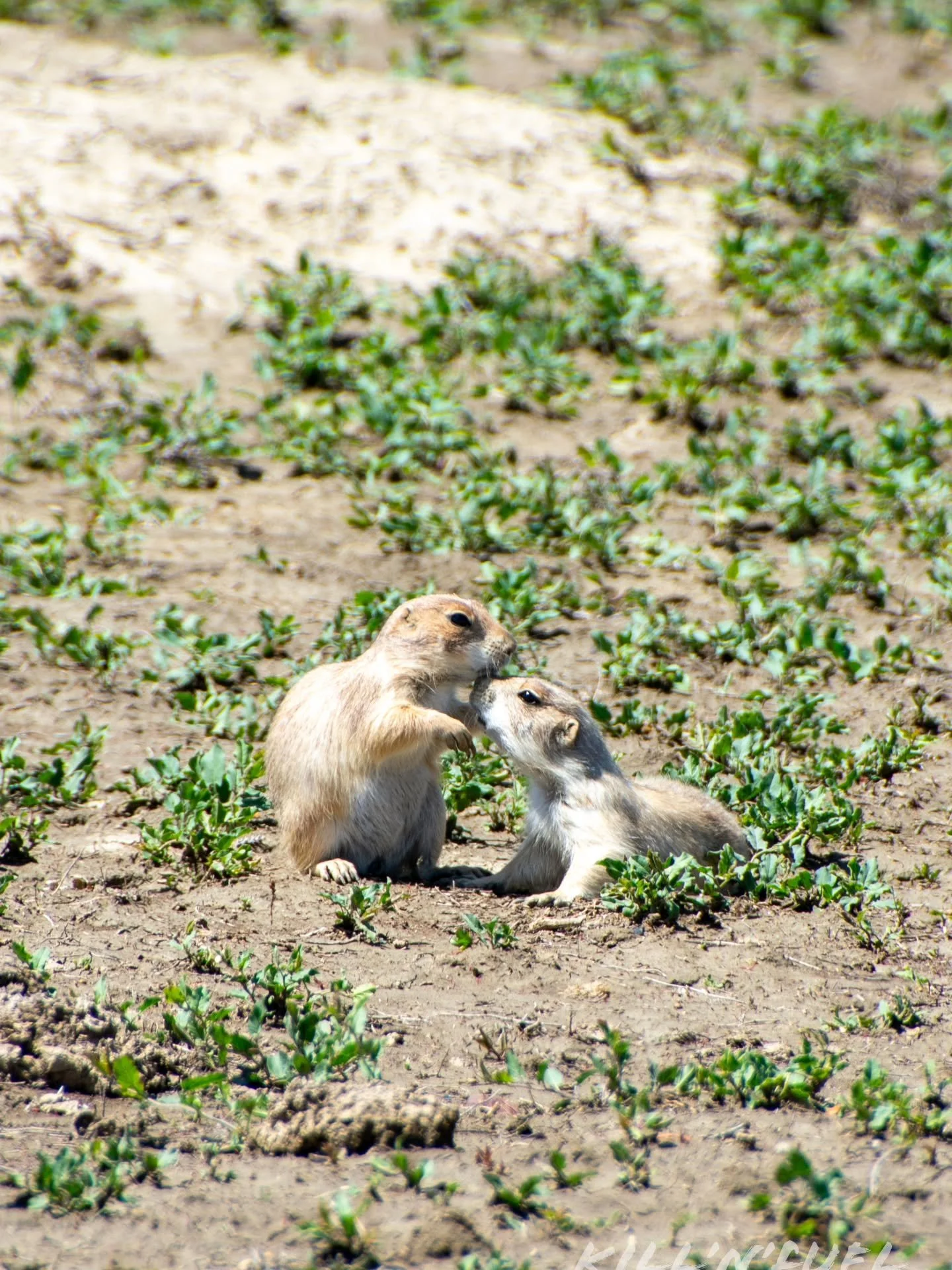 Love.

#wildlife #animals #prairiedog