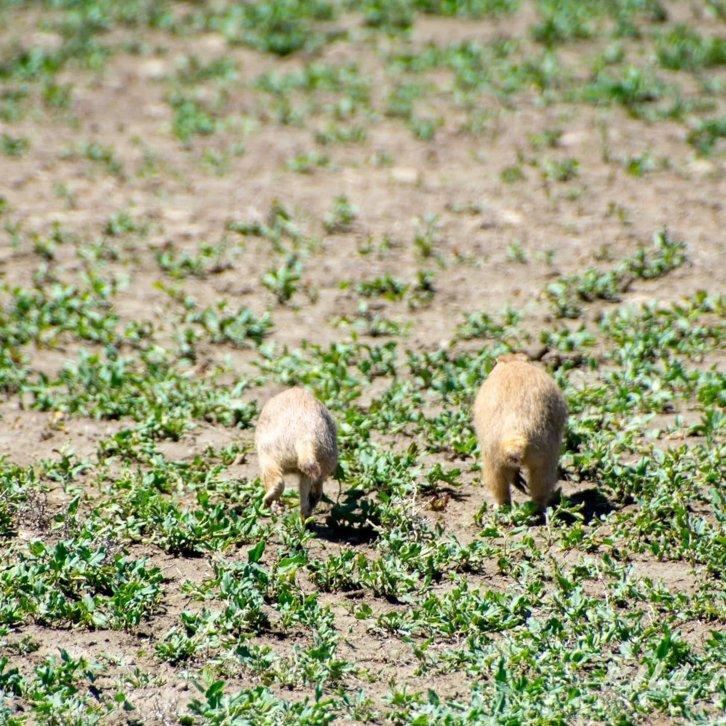 Rear-view wildlife.

#prairiedog #wildlife #nationalpark