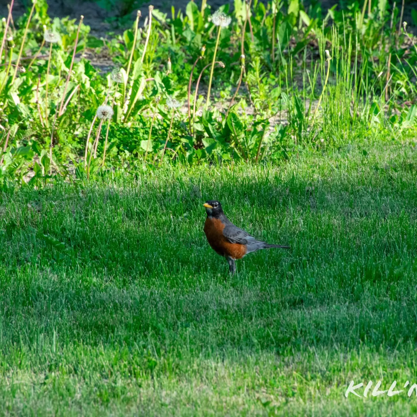 Good morning!

#bird #robin #goodmorning