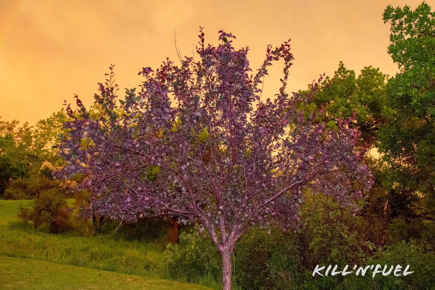 Pop.

#treephotography #nature #skylovers