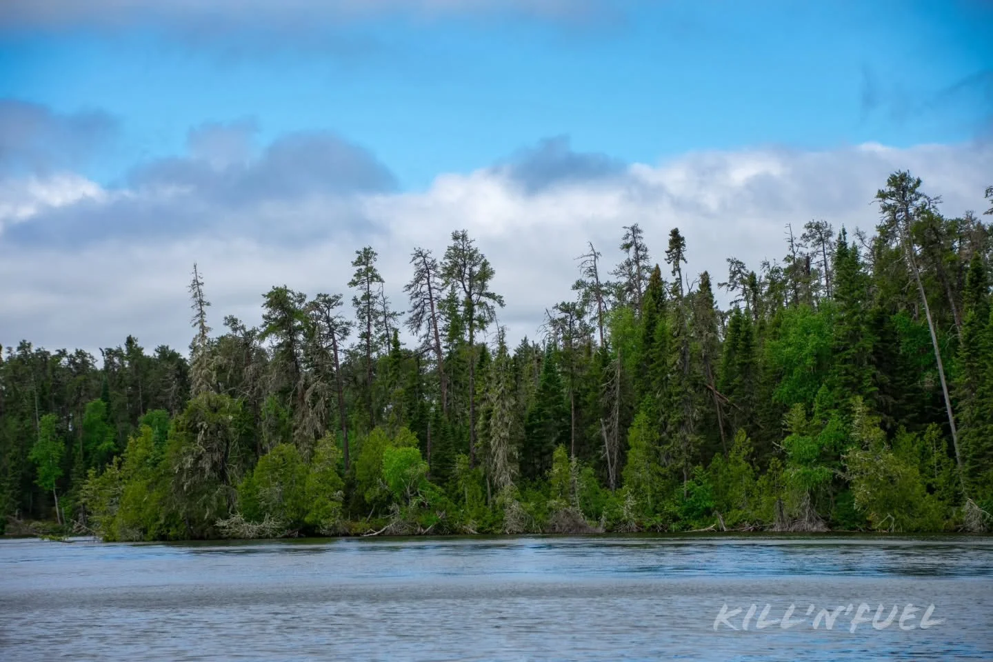 Many shades of green

#water #canada #nature #trees #evergreens beautiful