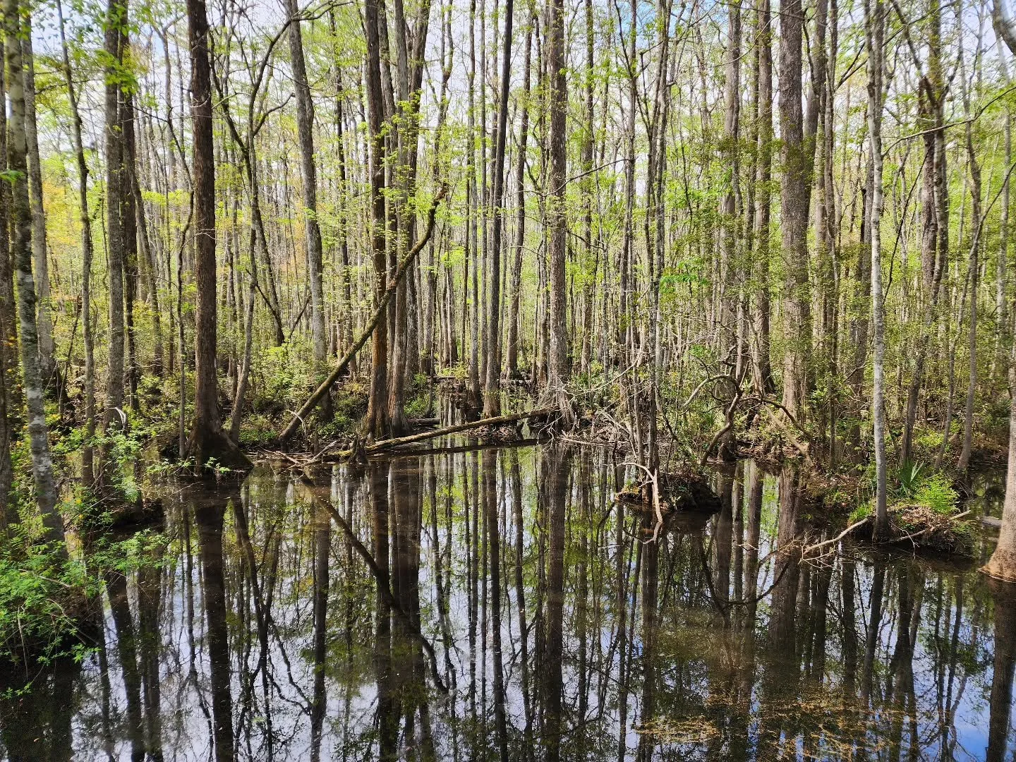 A little springtime swamp action