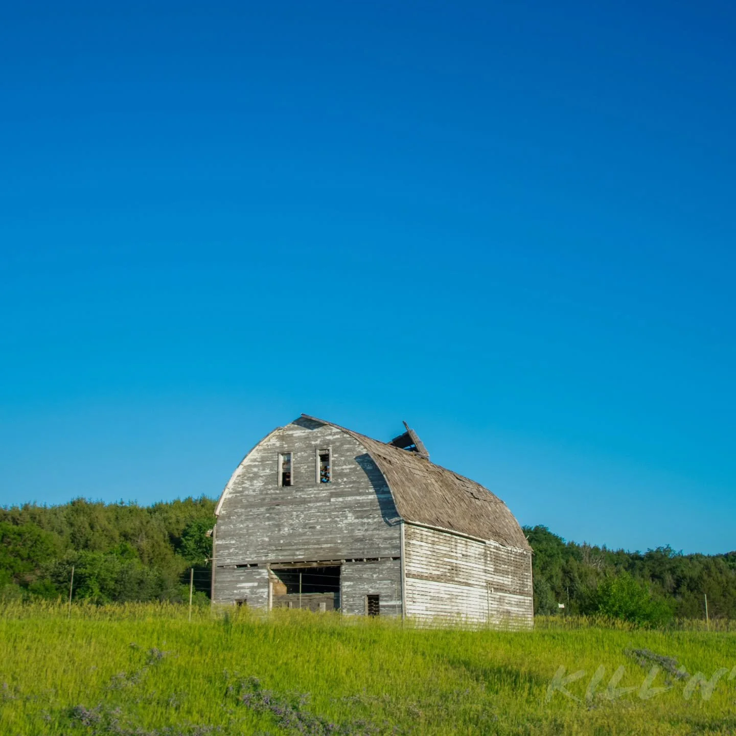 Rustic barn in morning light.
#barn #wood #weathered #aged #lovely timeless
