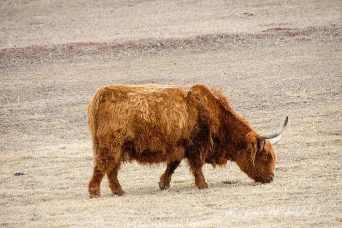 slim pickins 

#highlandcow #cow #cute #mammal #loveit
