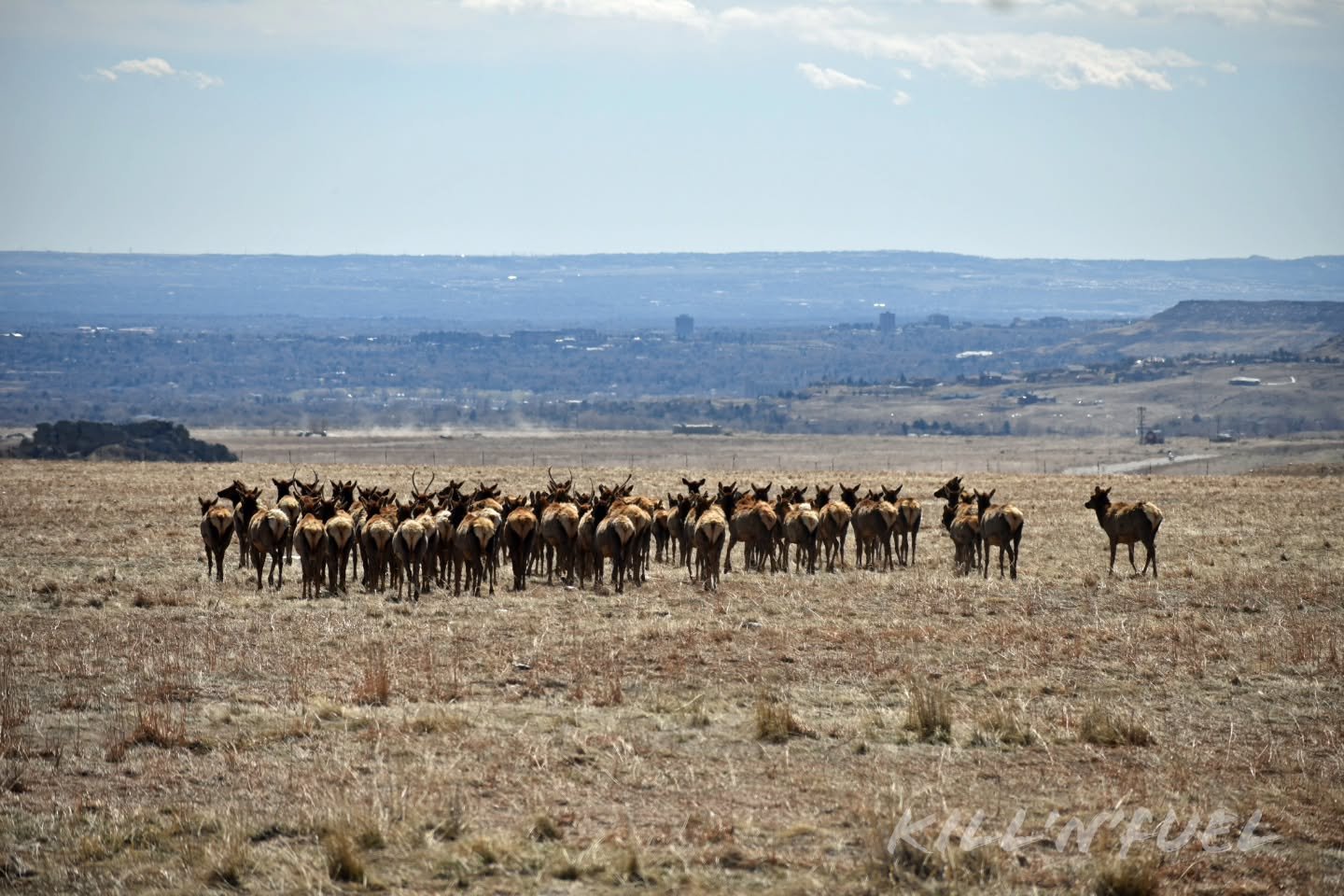 Huddle up

#elk #herd #outdoors #colorado #mountains flats plains cityscape nature
