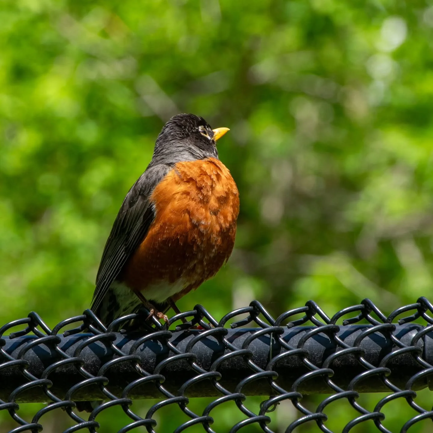 Sitting on the fence 

#robin #bird #beautiful