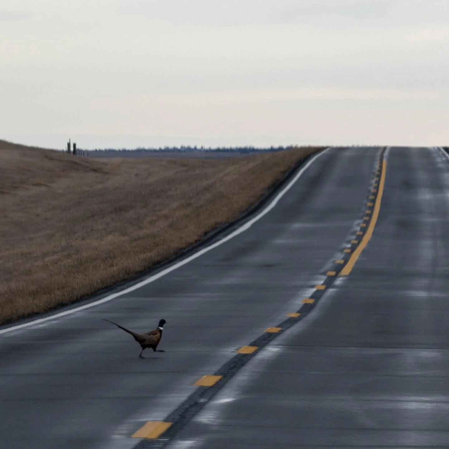 Run!

#pheasant #wildlife #crossingtheroad