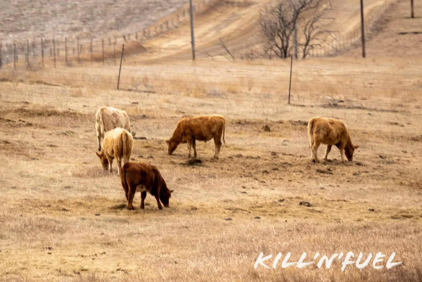 Always more cows than people for neighbors... yet beef prices are always so high

#cow #grazing #farm