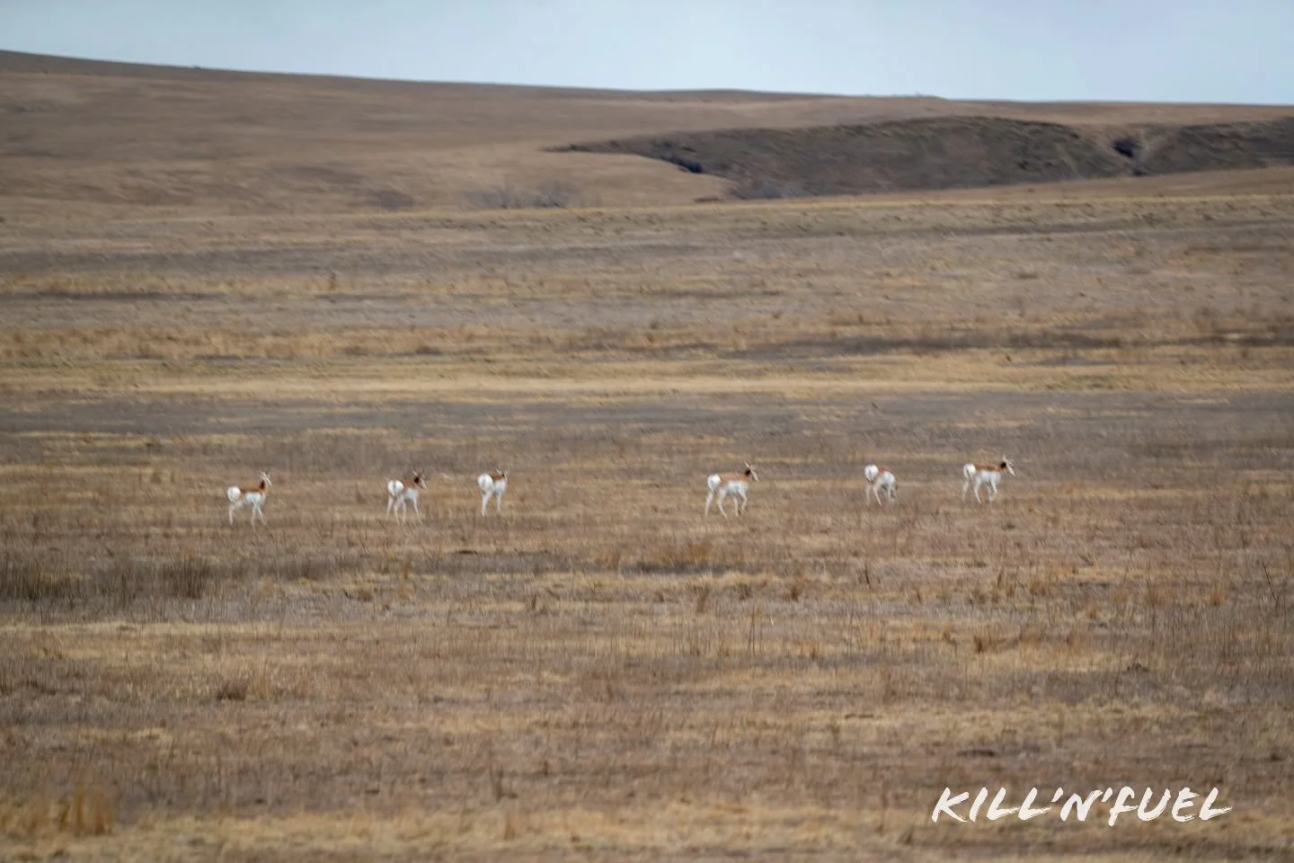 Caught a beautiful group of pronghorn moving across the prairie.

#WildlifePhotography #NatureScenery #GreatOutdoors
