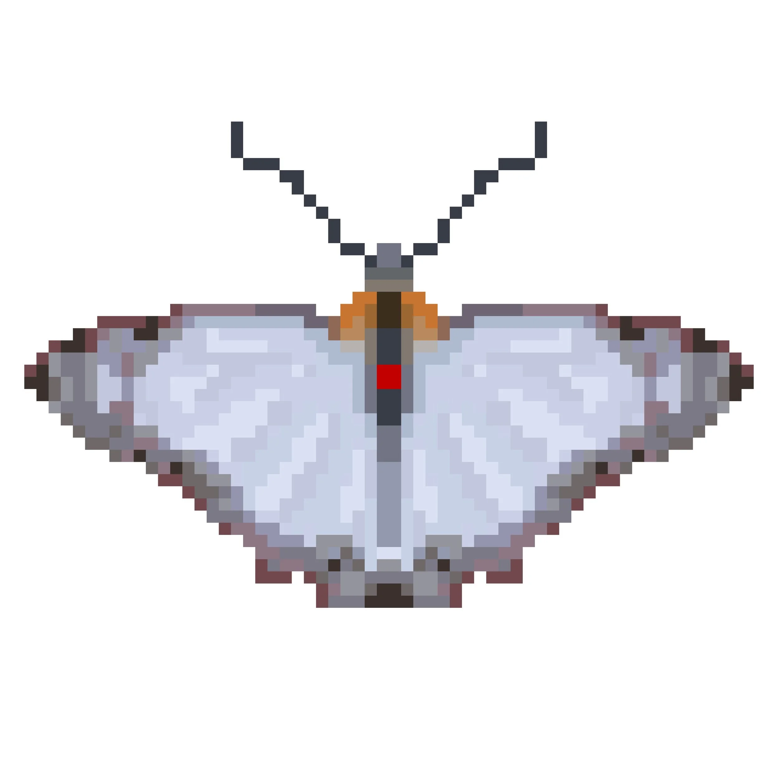 Wingpin#0152-Leucochitonea levubu.jpg
