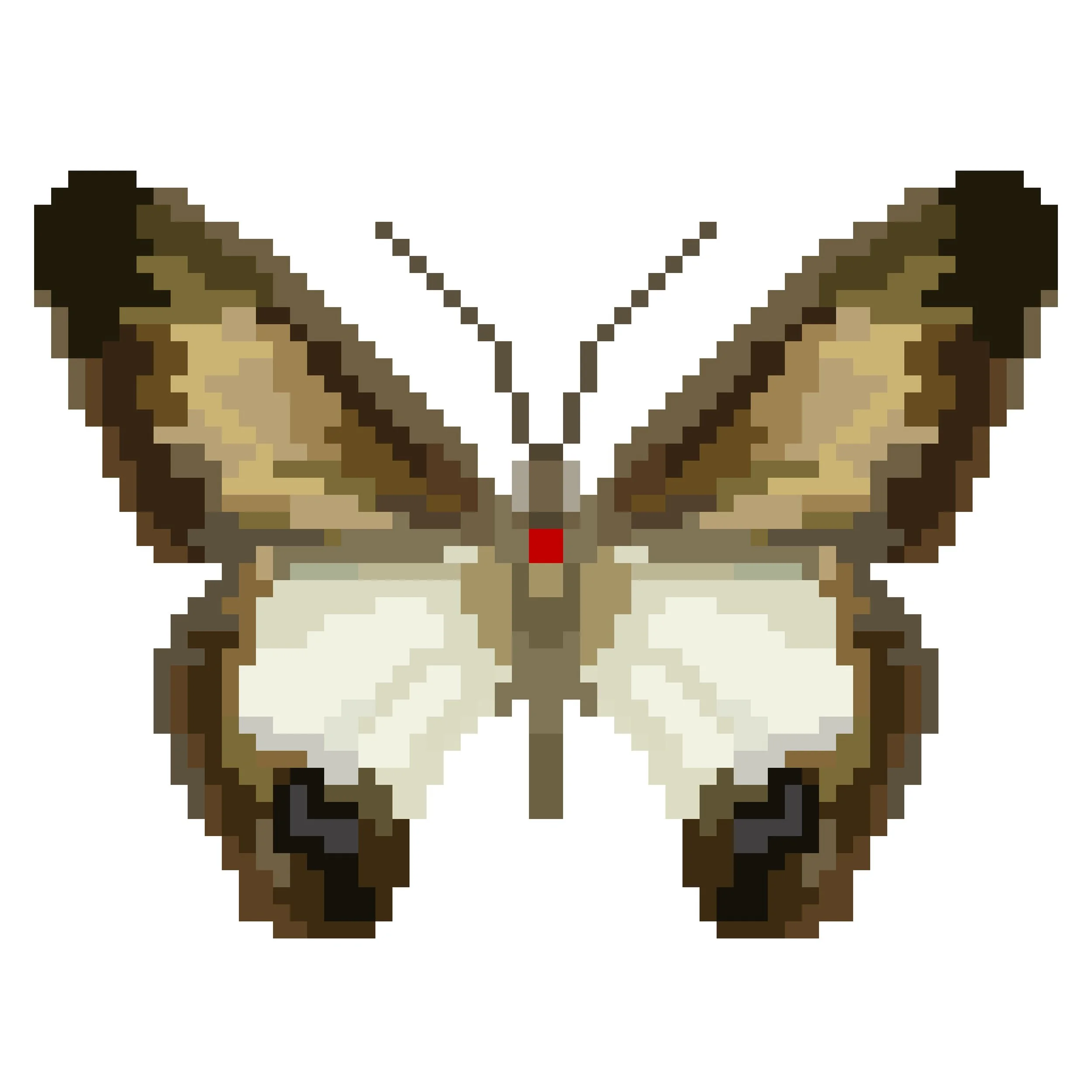 Wingpin#0776-Hypocysta angustata.jpg