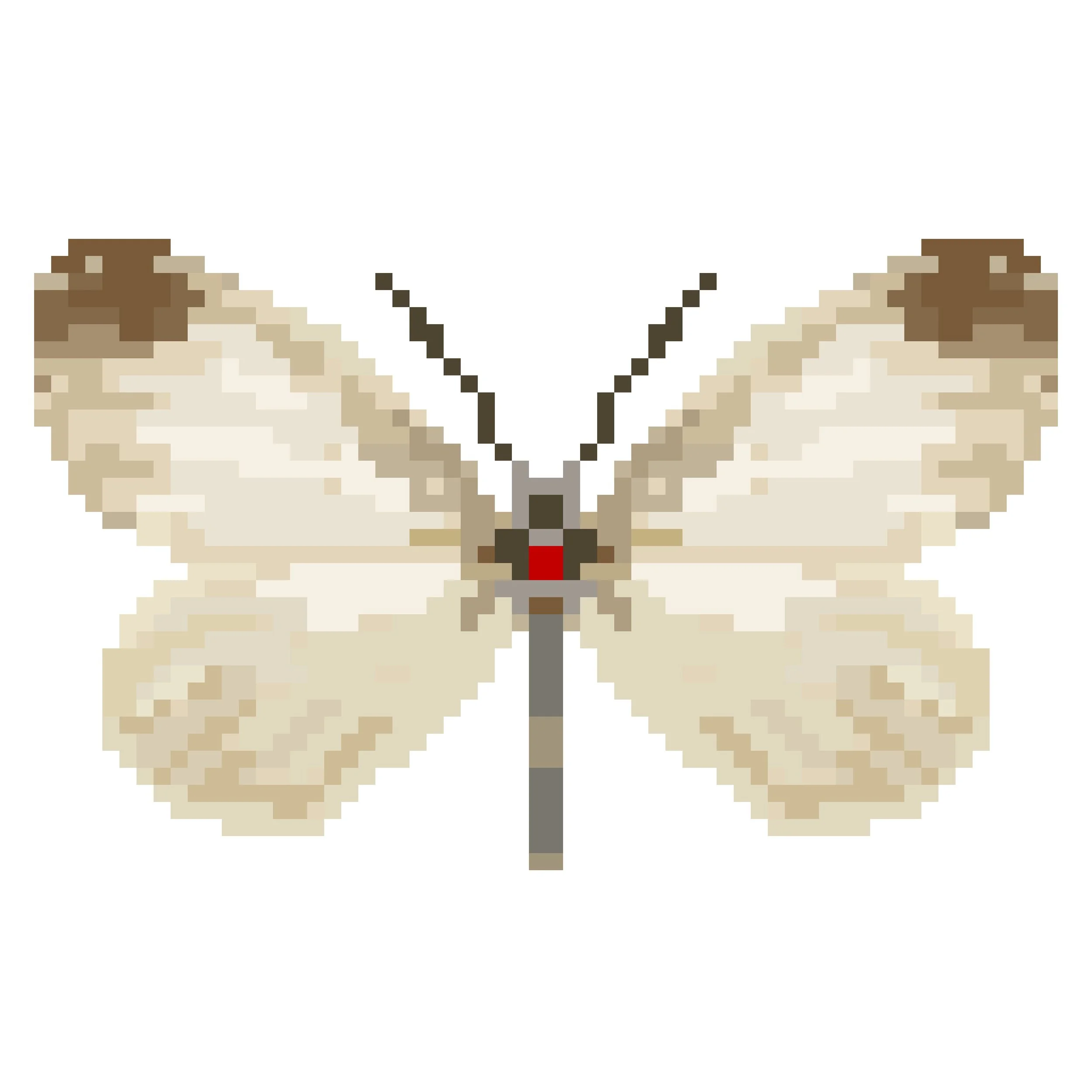 Wingpin#0594-Leptidea sinapis.jpg