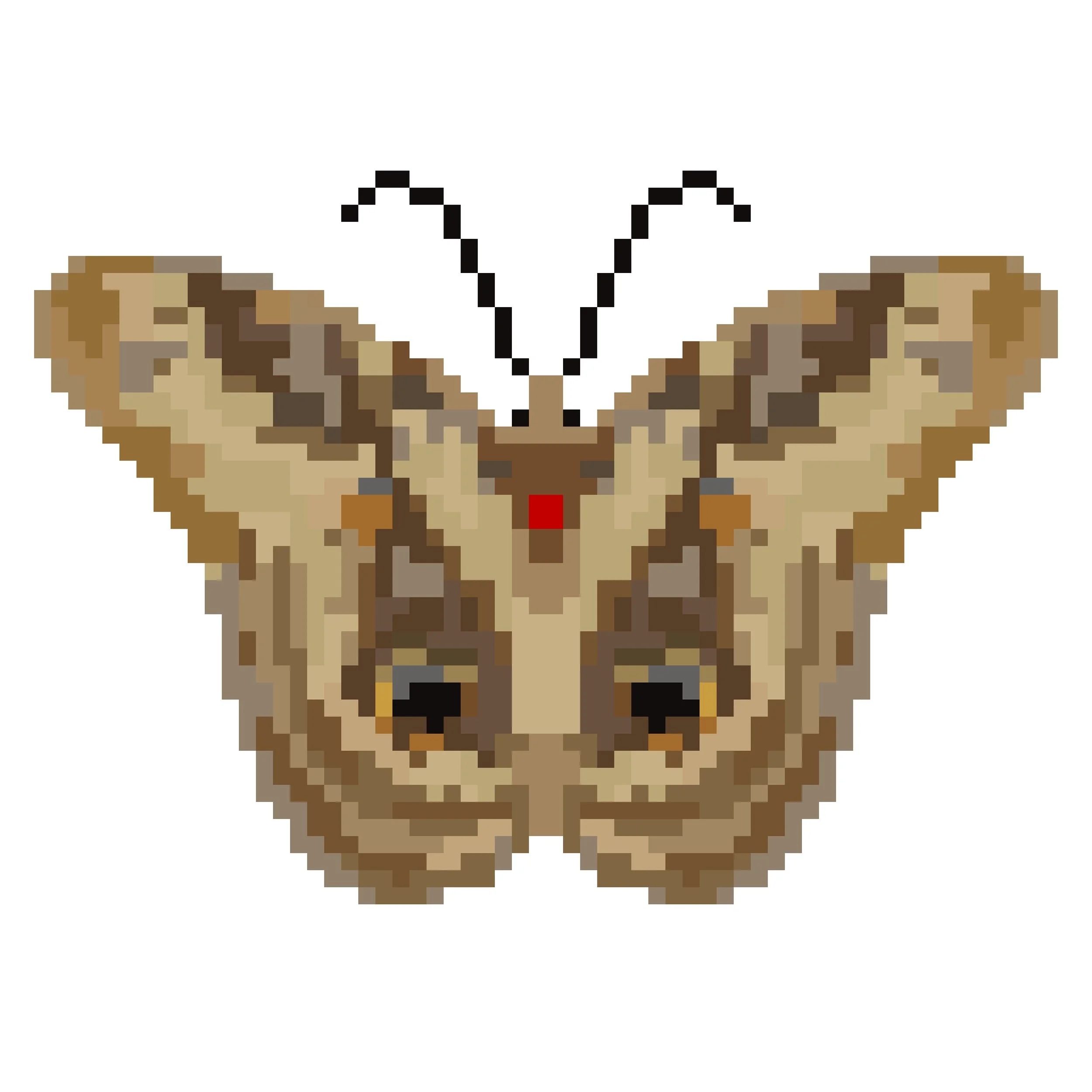 Wingpin#0793-Caligo teucer.jpg