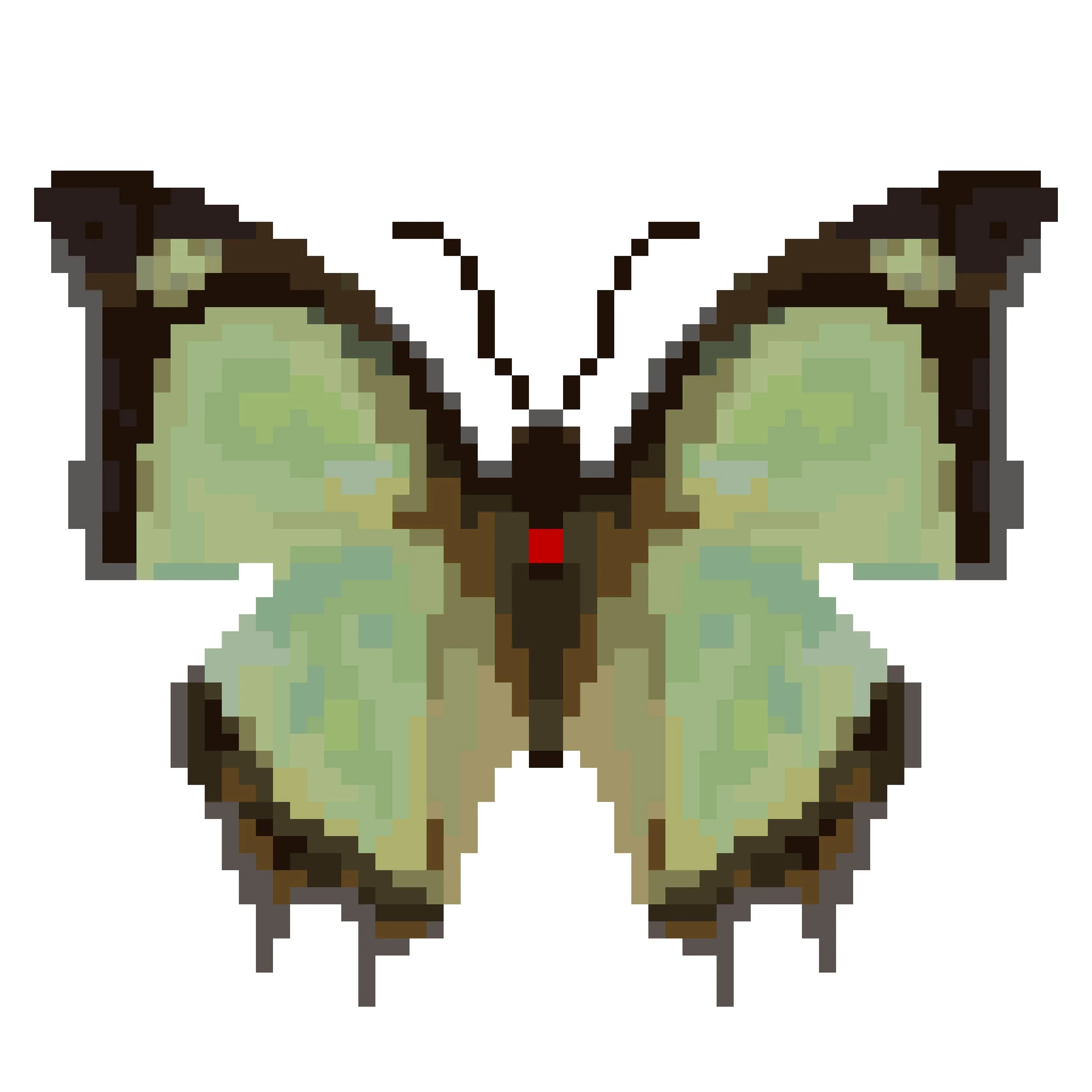 Wingpin#0242-Charaxes jalysus jalysu.jpg
