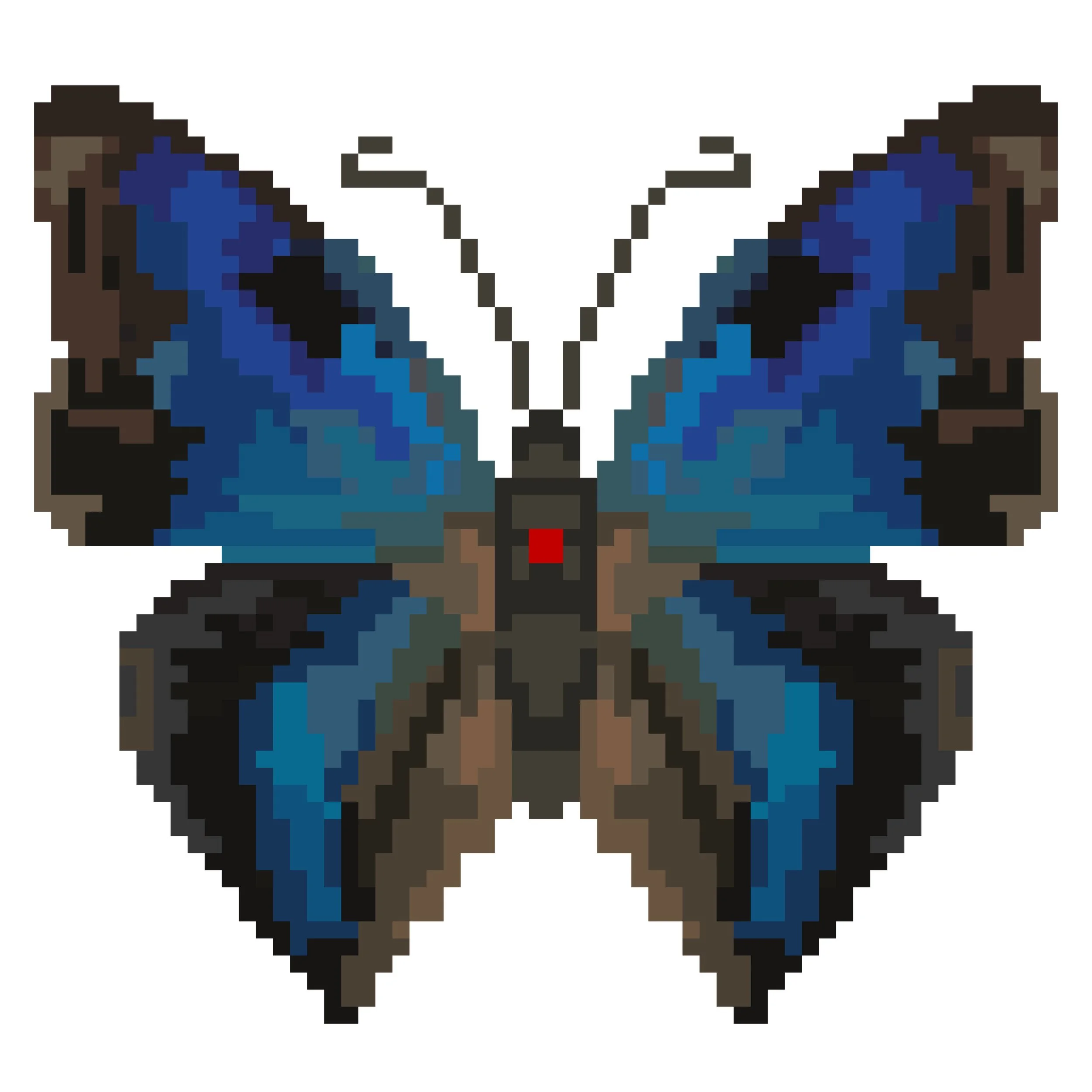 Wingpin#0970-Anaeomorpha splendida.jpg